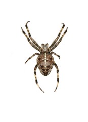 isolated cross spider