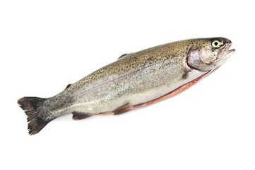 trout
