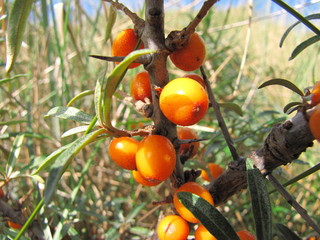 Sanddornbeeren