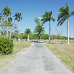 botany garden, Jardín Botánico de Cienfuegos, Cuba