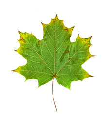 maple leaf