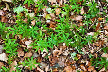 natural camo