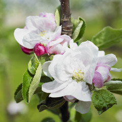 Obraz na płótnie Canvas blossom apple tree