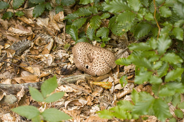 Scaly Tooth or Hedgehog Mushroom, Hydnum Imbricatum