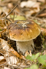 Boletus edulis