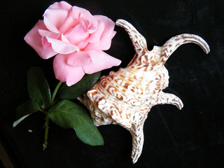 Or Yehuda Rose & Sea Shell 2010