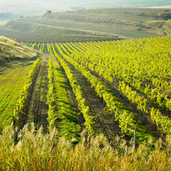 Fototapeta na wymiar vineyard Ulehle, Czech Republic