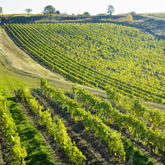 Fototapeta na wymiar vineyard Ulehle, Czech Republic
