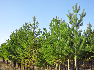 pine trees