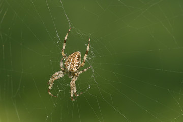 Kreuzspinne