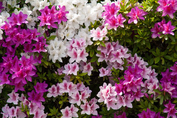 Background of Japanese pink white and purple azaleas