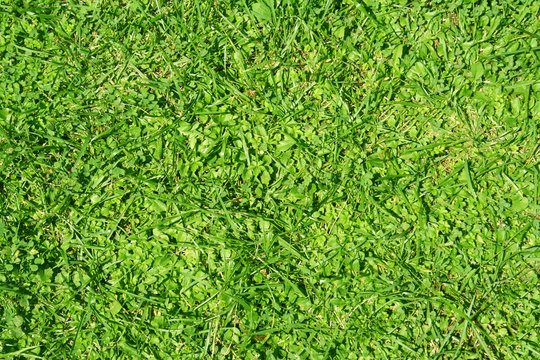High resolution green grass