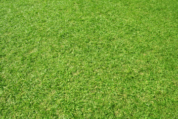 High resolution green grass