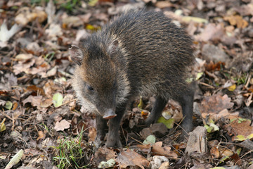 A wild boar calf