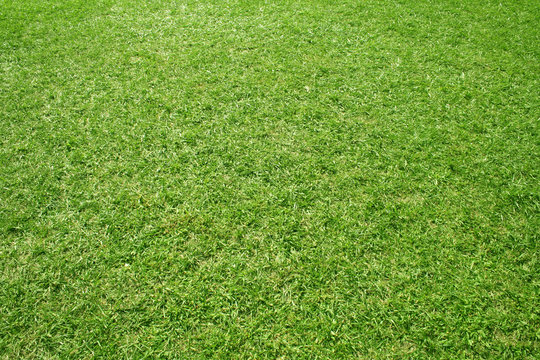 High resolution  green grass