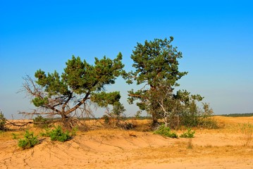Fototapeta premium two pine tree in a sand desert
