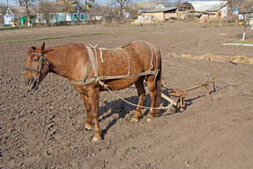 Horse with plow