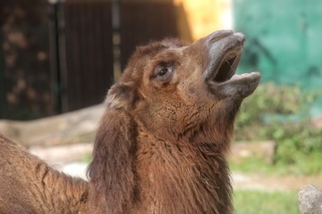 Fototapeta premium A yawning camel