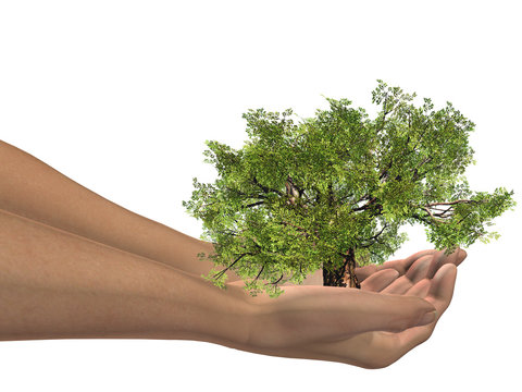 High resolution conceptual green tree held in hands