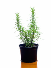 Rosemary