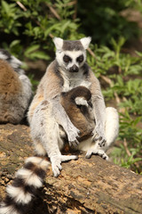 Fototapeta premium Ring-tailed lemur with baby