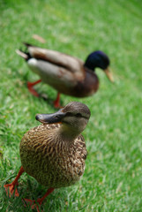 Duck couple portrait