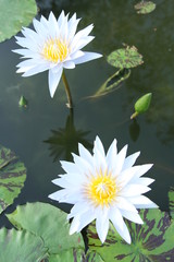 Two white water lily