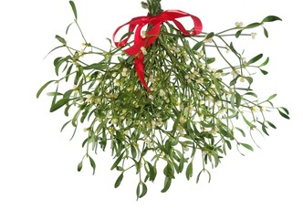 mistletoe's bunch with  red ribbon