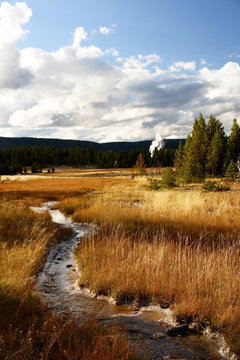 yellow grass im yellowstone