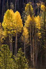 Colorful Aspen trees in Vail, Colorado