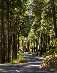 Winding road in Yosemite National Park