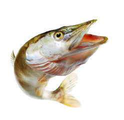 Jumping pike