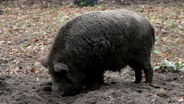 Schnuffel am Waldboden