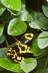 Naklejka premium Black and yellow tropical poisonous frog of the rain forest