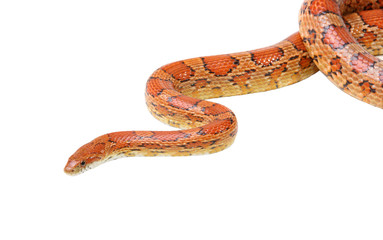 Corn snake on the white (Elaphe guttata)