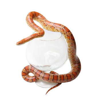 Corn snake in a glass on the white (Elaphe guttata)