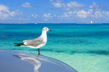 a seagull against the caribbean waters