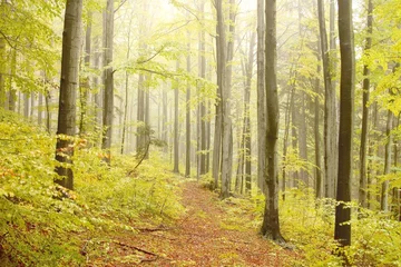 Fototapeten Mountain trail in the misty autumn forest in a nature reserve © Aniszewski