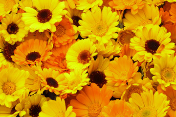 Calendula - Floral background