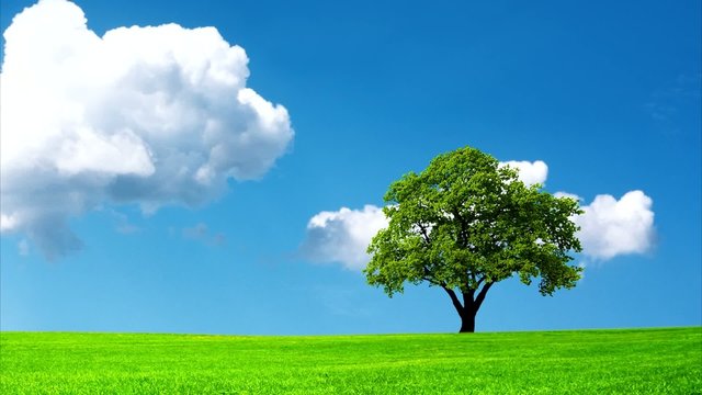 Tree on green meadow
