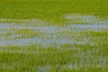 Rice fields