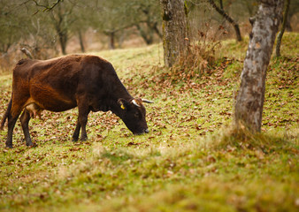 Cow on a pasture