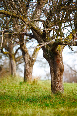 Empty apple trees in late november