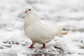 White dove on a snow