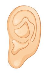 Ear