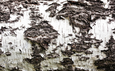 Close-up of an old tree bark background