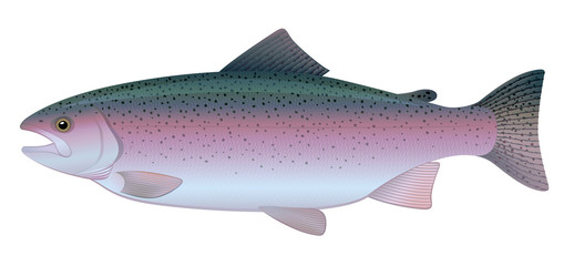Rainbow Trout. "Full compatible. Created with gradients."