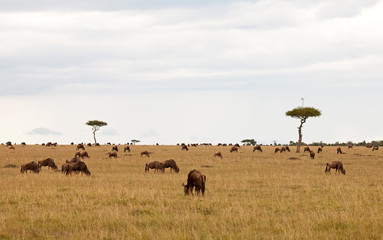 Acacia Aerial on the Masai Mara