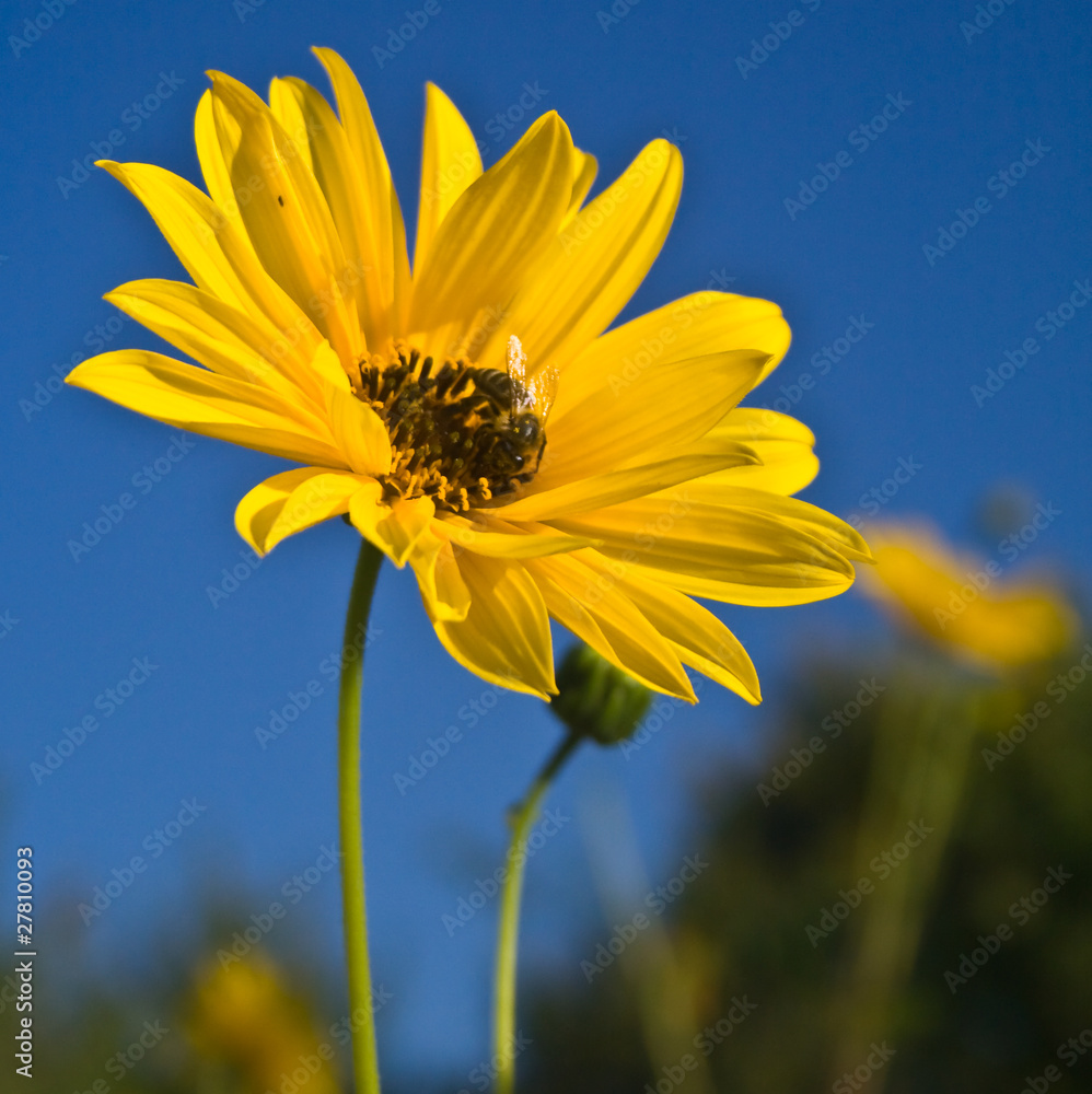 Poster Allassac (Corrèze) - Fleur de topinambour