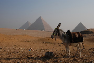 Egipt - osioł